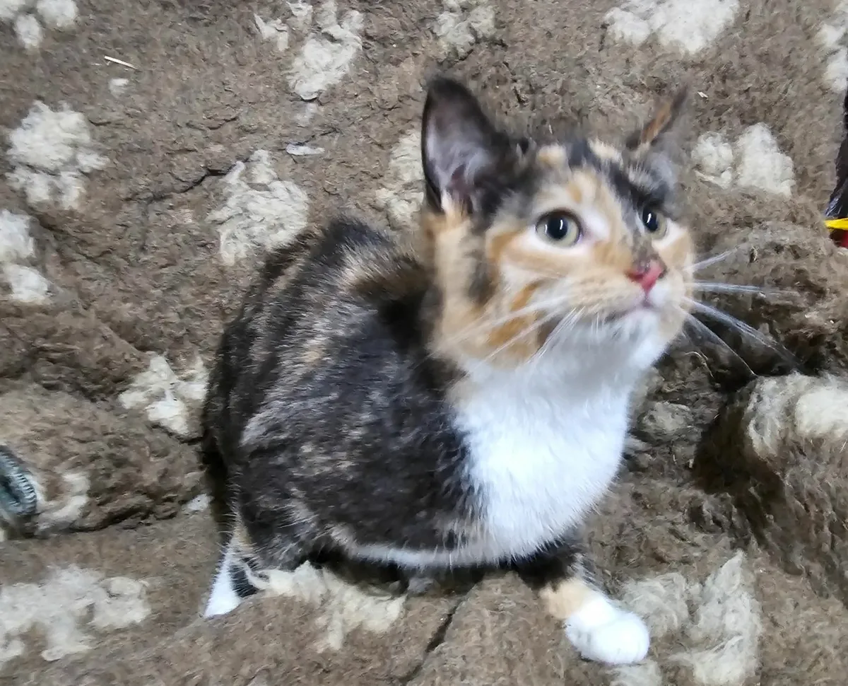 Beautiful ginger & black (tortoise) kitten - Image 1