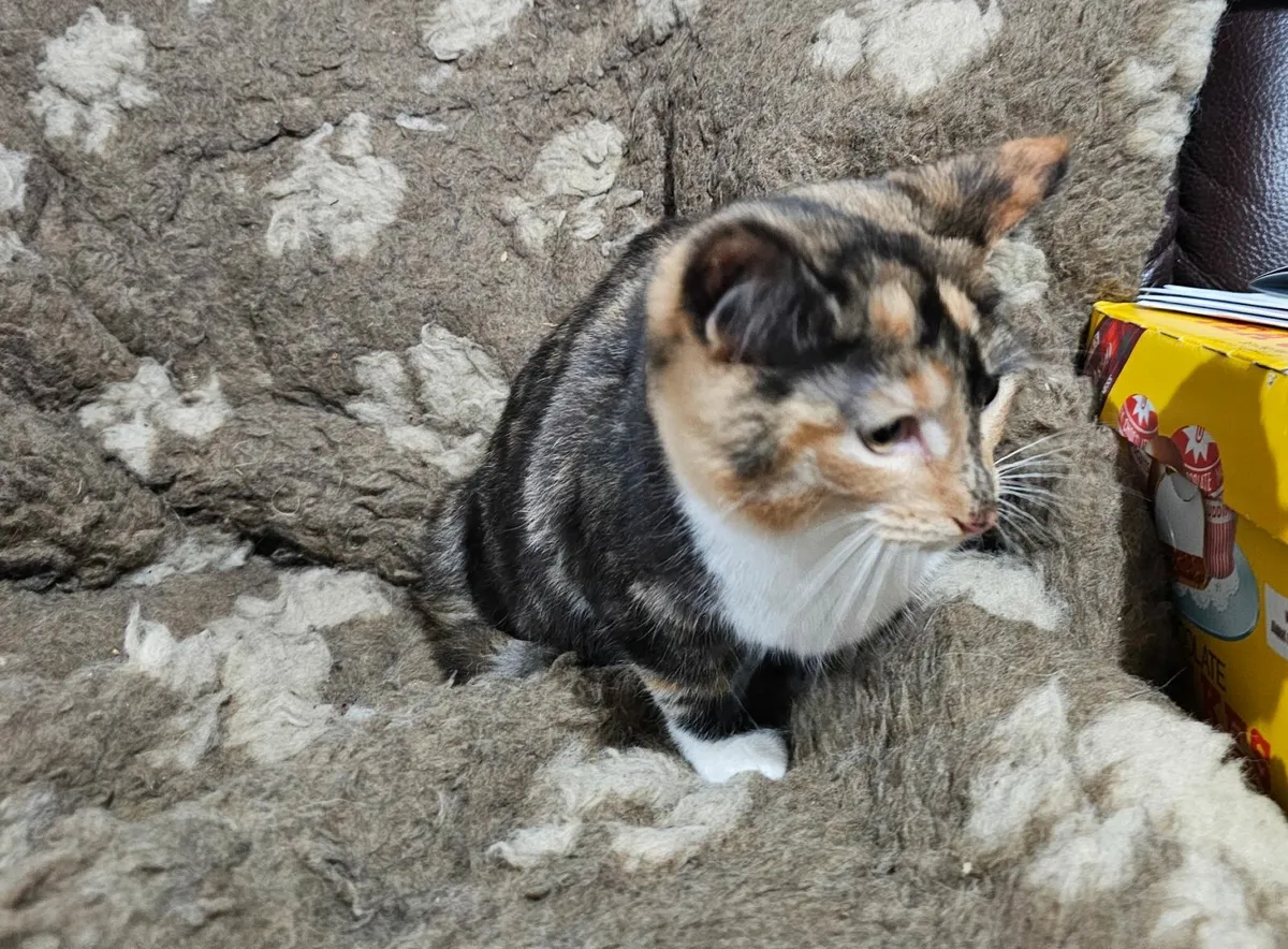 Beautiful ginger & black (tortoise) kitten - Image 2