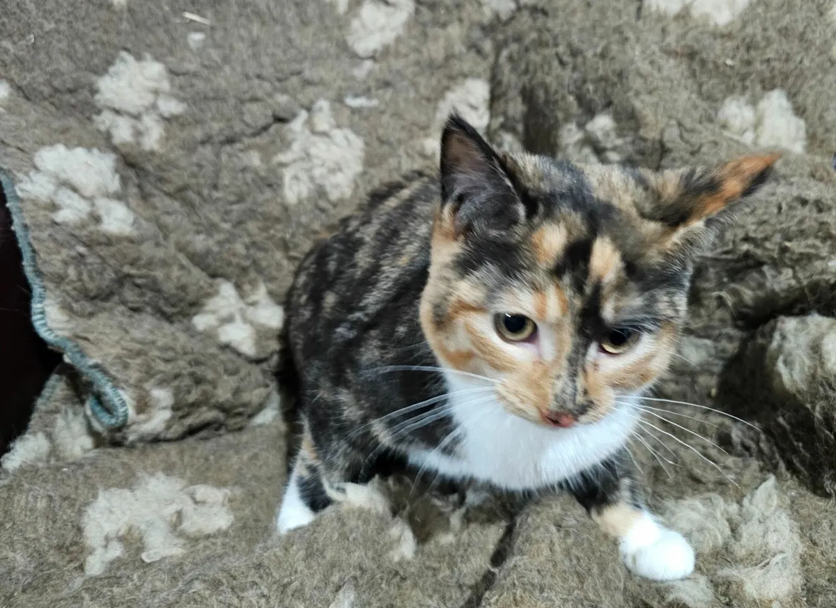 Beautiful ginger & black (tortoise) kitten - Image 3