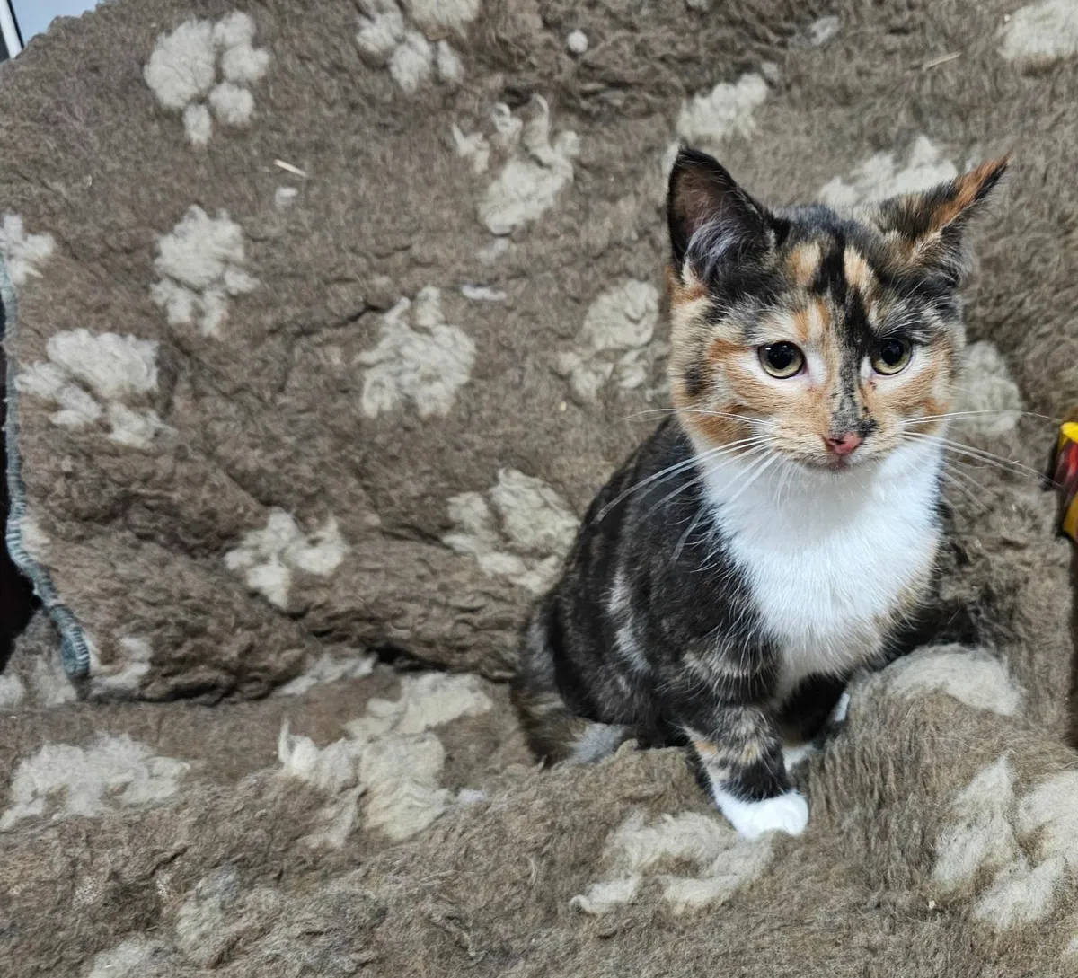 Beautiful ginger & black (tortoise) kitten - Image 4