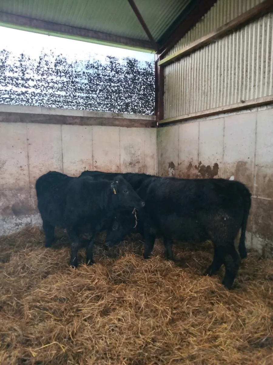 Angus Bullocks "Fully Organic" - Image 3