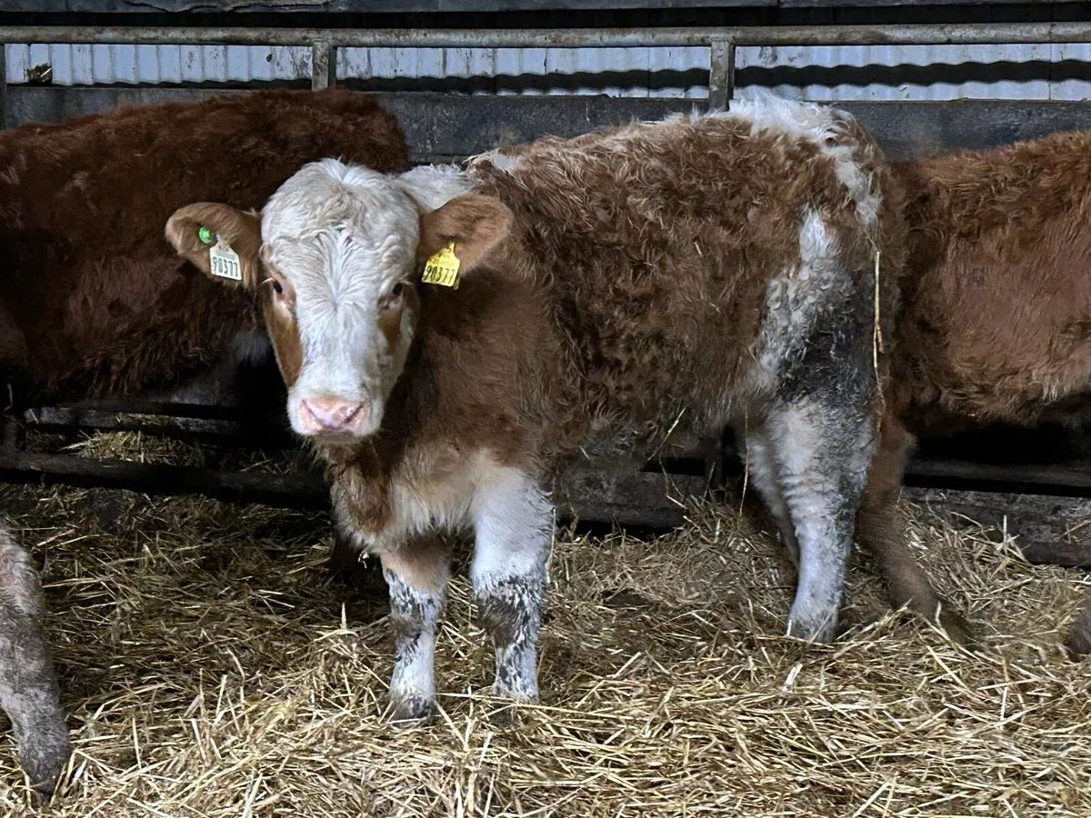 5 star genotyped simental heifer - Image 2