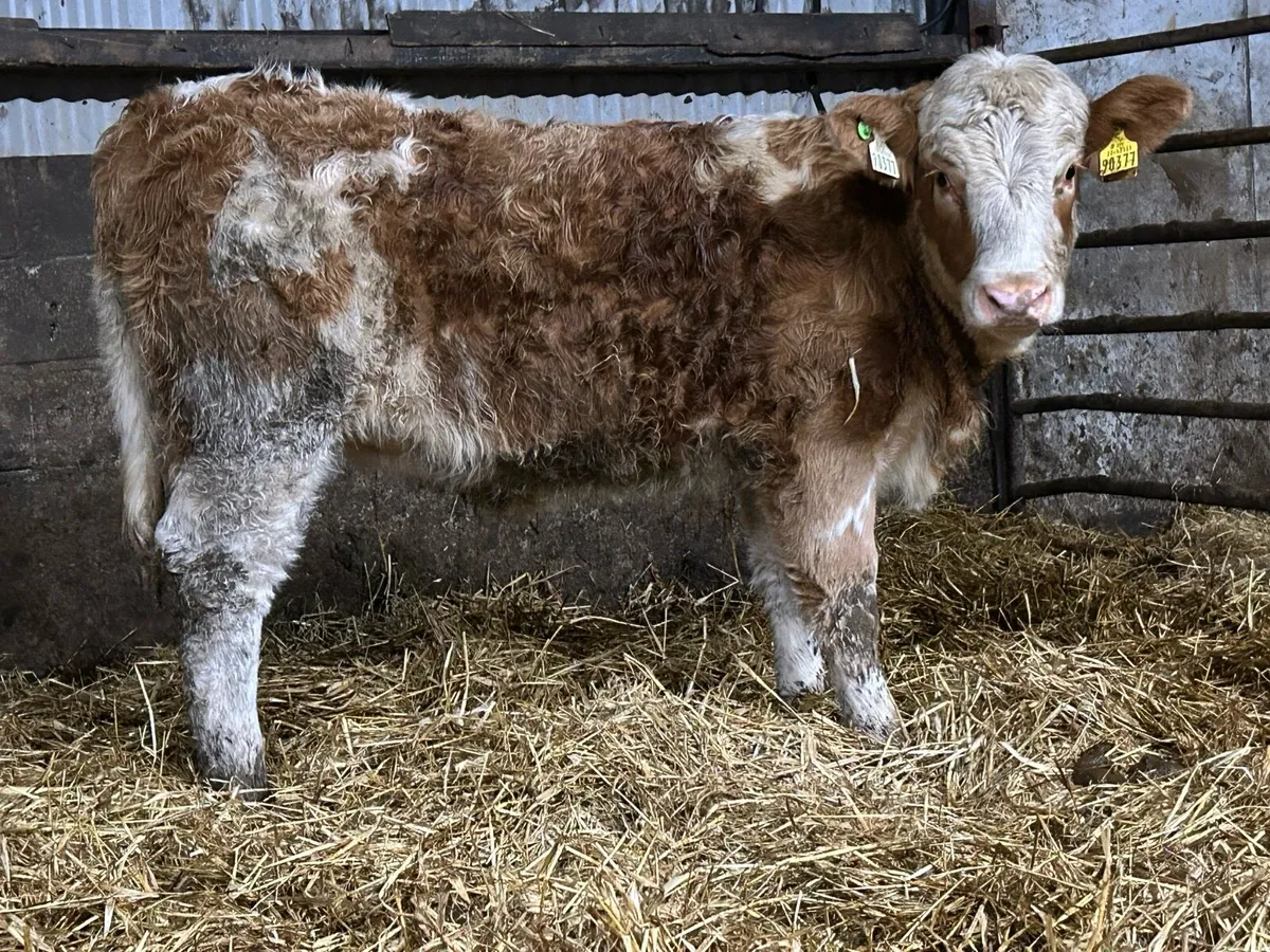 5 star genotyped simental heifer - Image 1