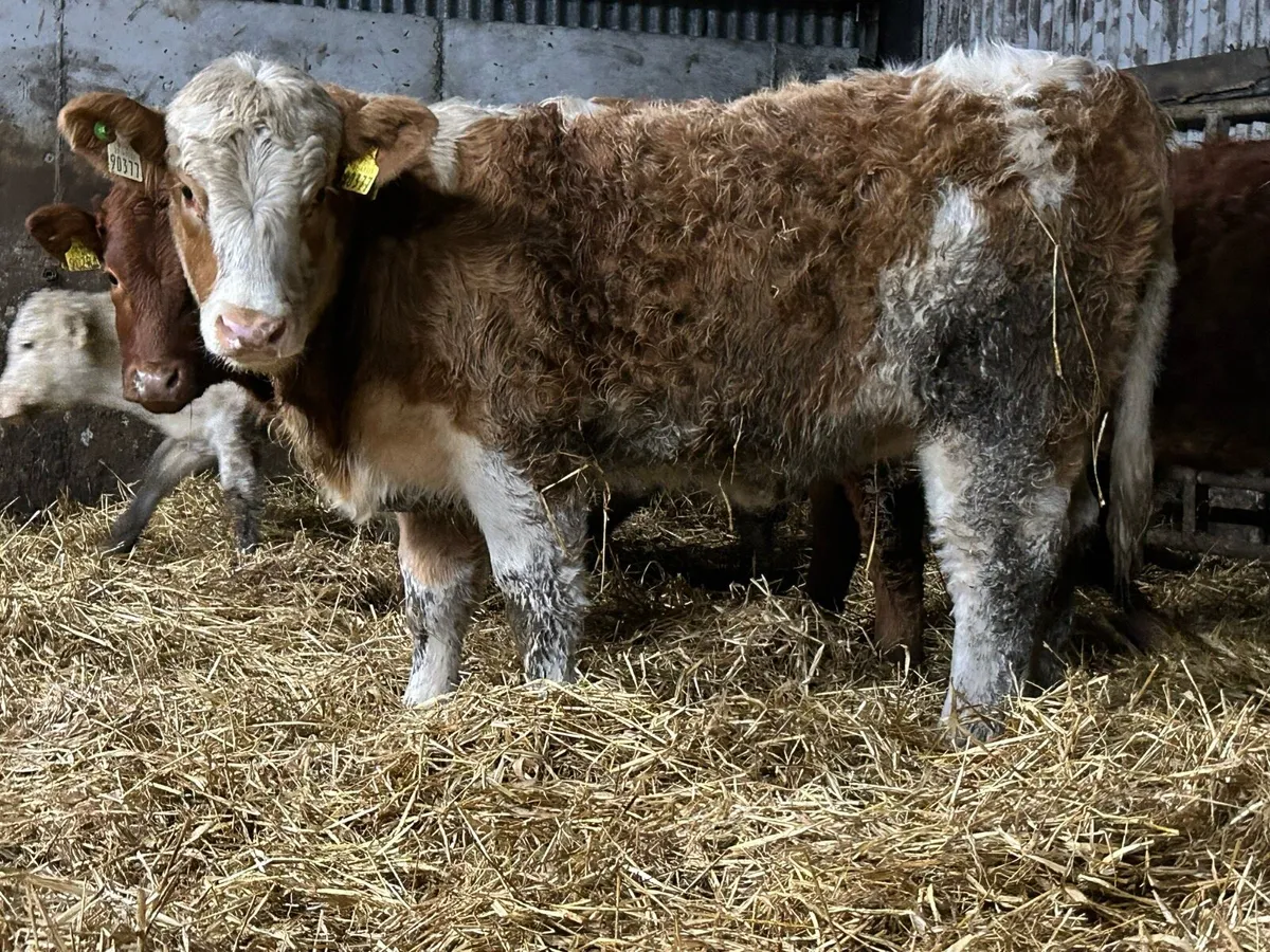 5 star genotyped simental heifer - Image 3