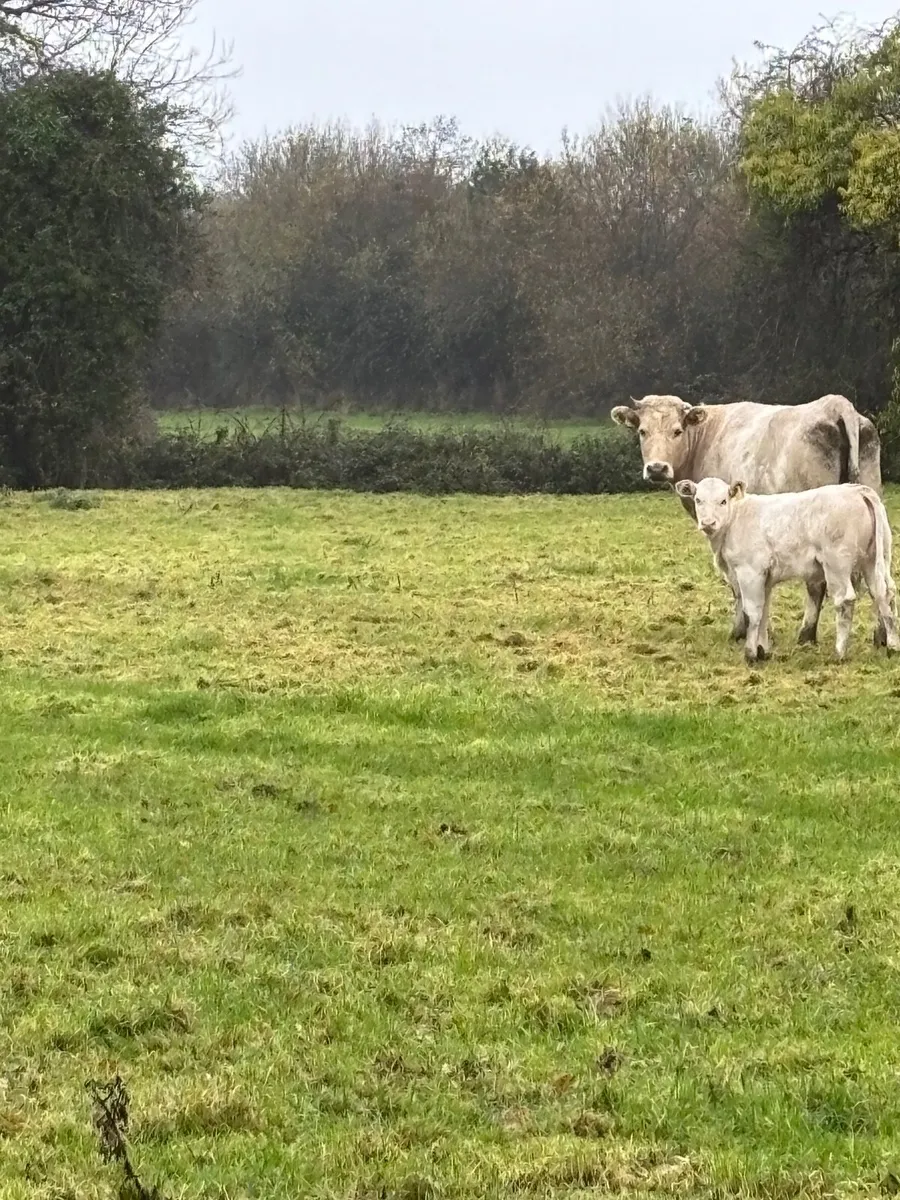 Cow & calf - Image 3