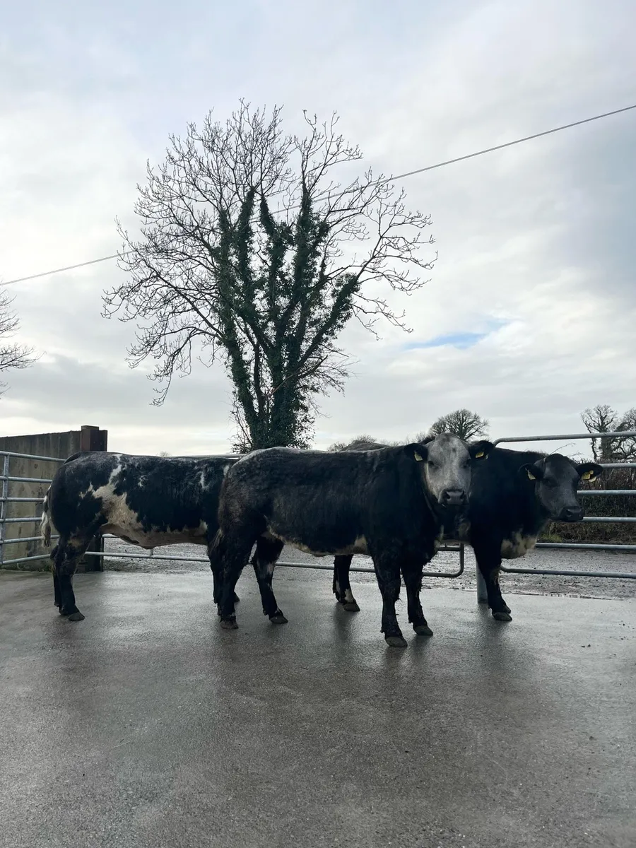 3 Top Quality Incalf Heifers Ballinasloe 13th Dec - Image 1