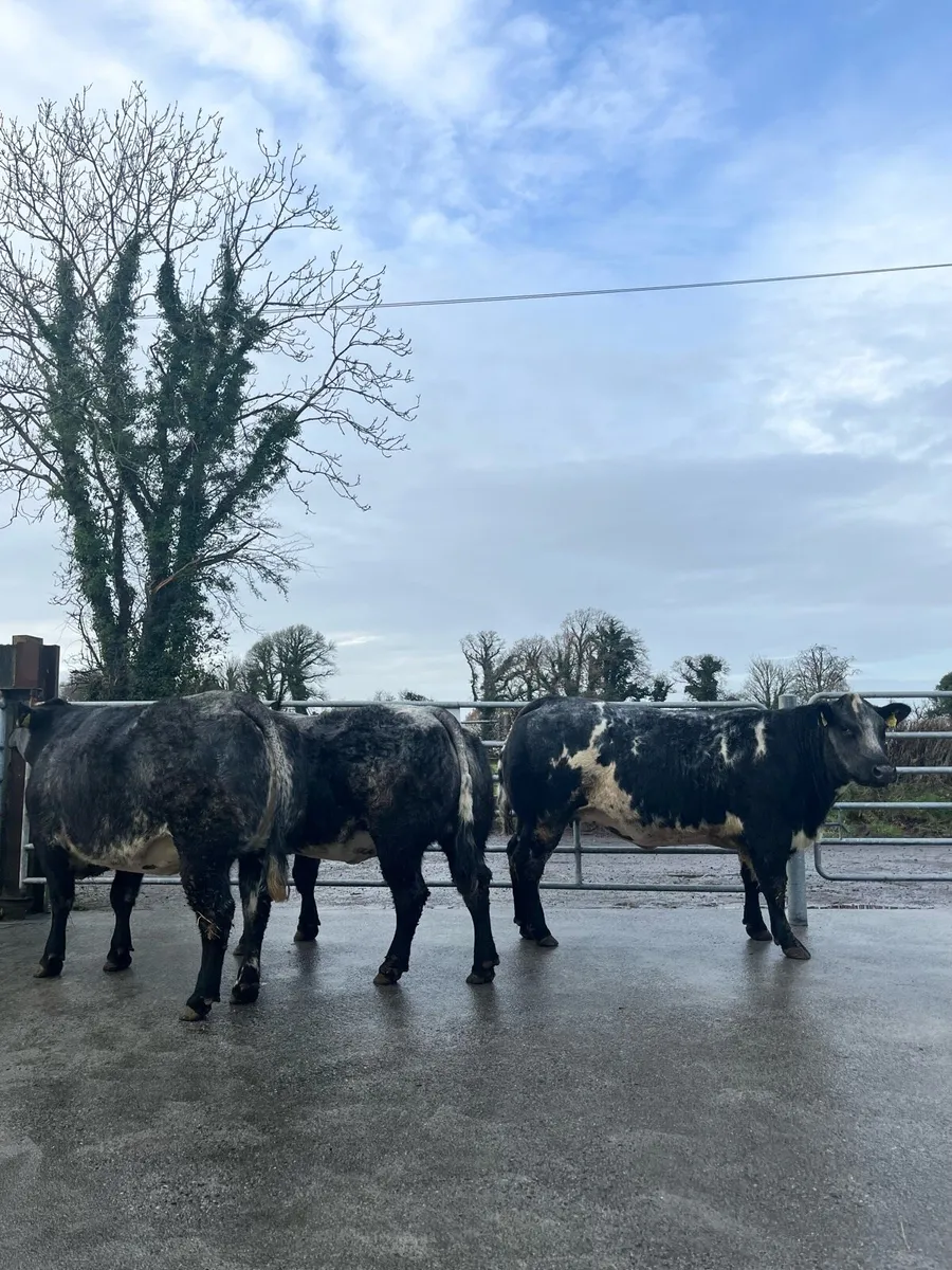3 Top Quality Incalf Heifers Ballinasloe 13th Dec - Image 2