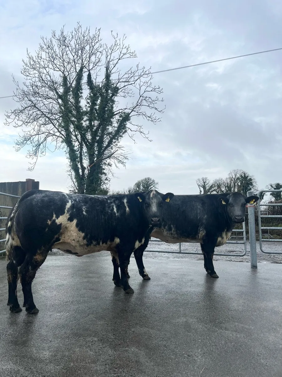 3 Top Quality Incalf Heifers Ballinasloe 13th Dec - Image 3