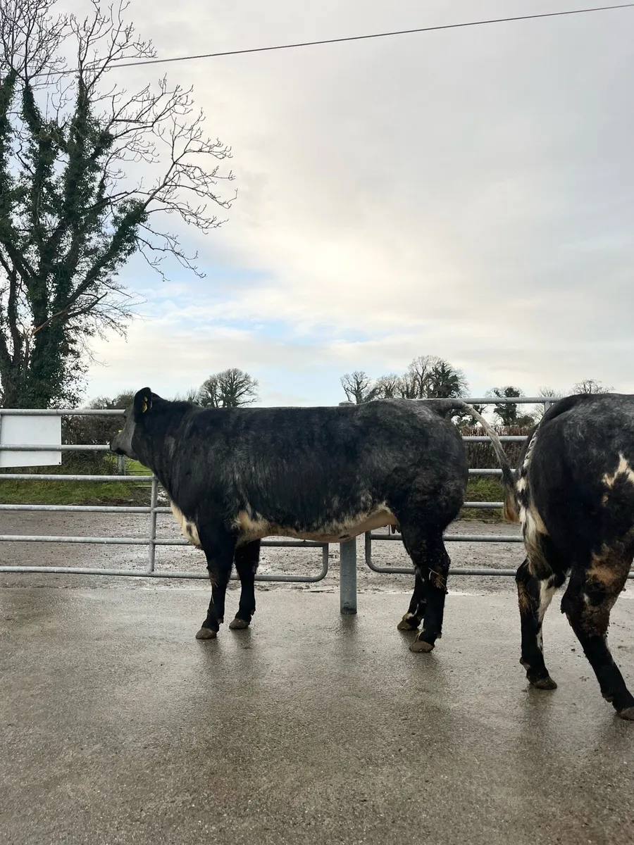 3 Top Quality Incalf Heifers Ballinasloe 13th Dec - Image 4