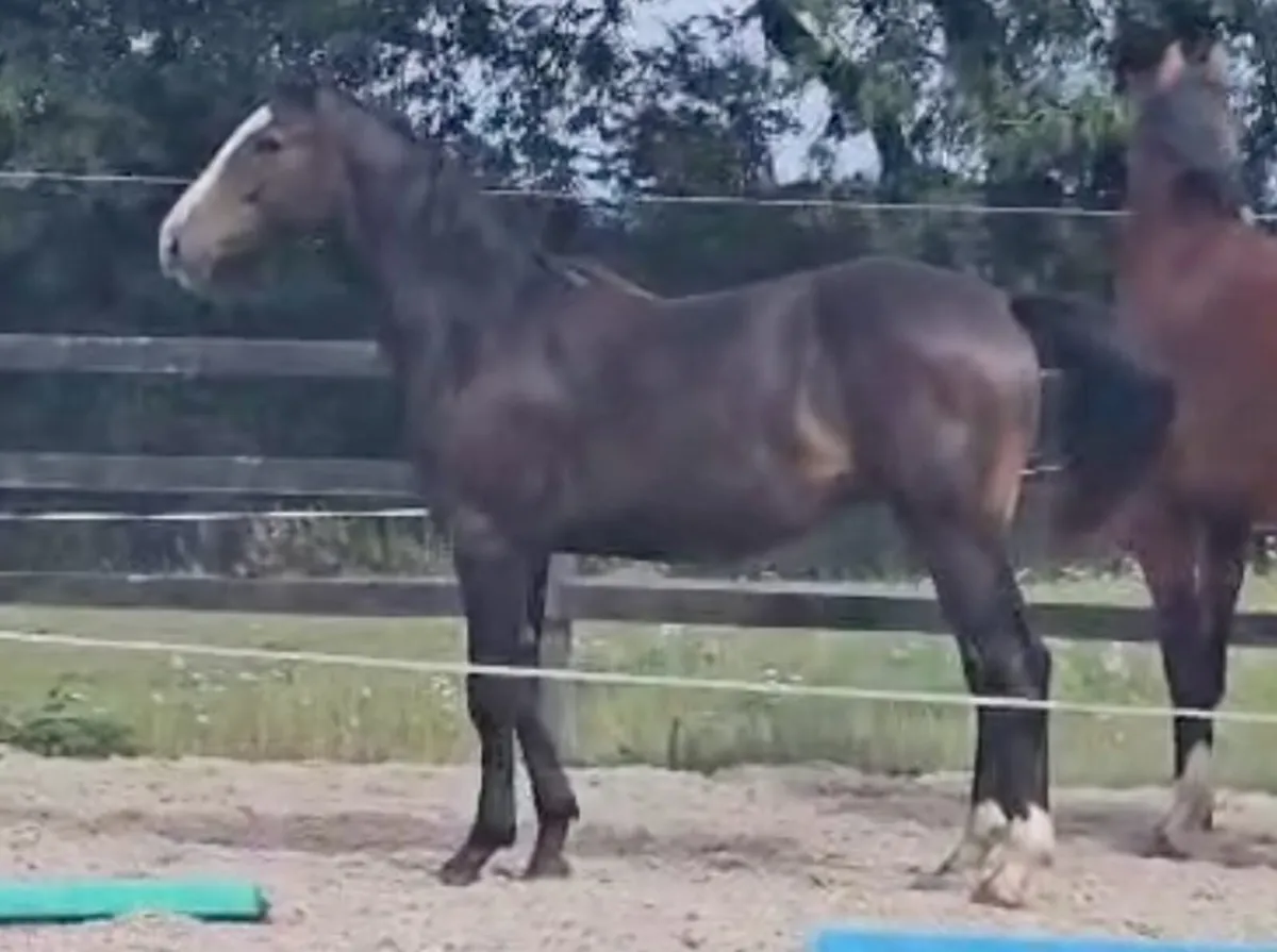 TOP QUALITY SELECTION OF YOUNG HORSES - Image 3