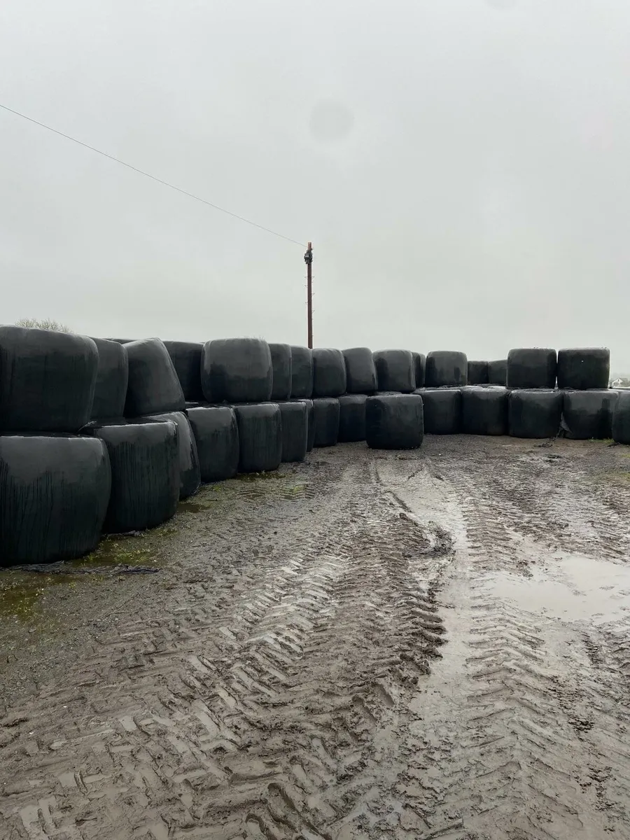 Top quality silage - Image 2