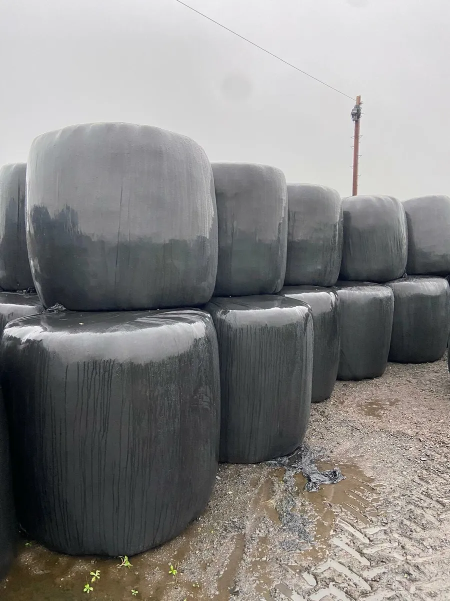 Top quality silage - Image 1