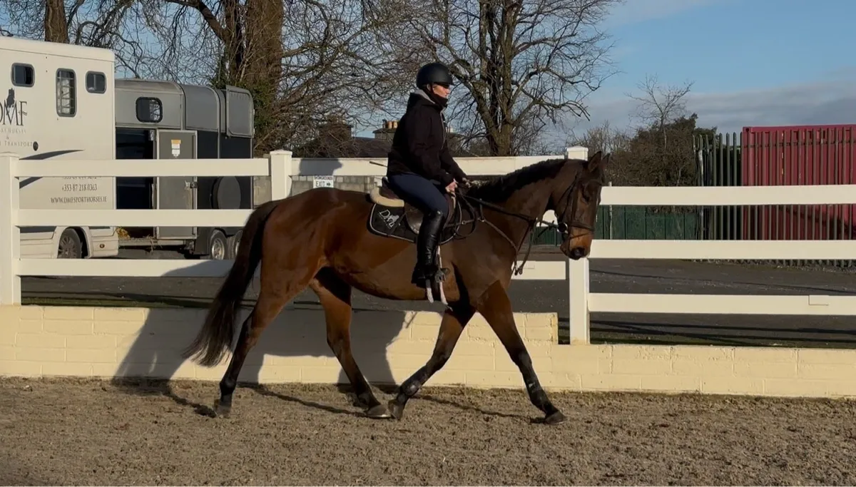 16.2hh 5yrs Gelding - Image 1