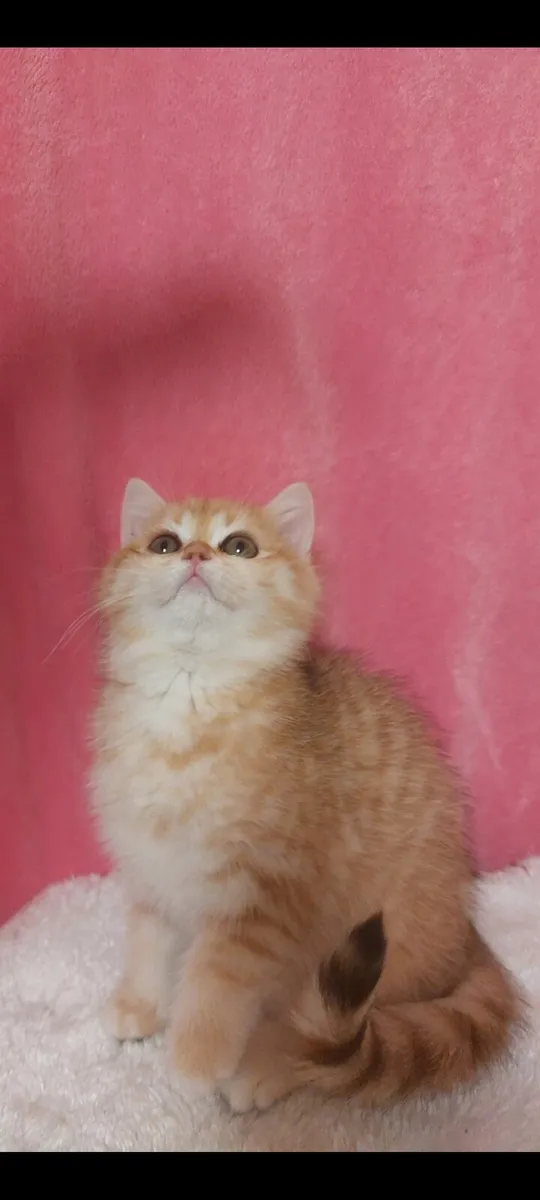 British kittens - Image 1