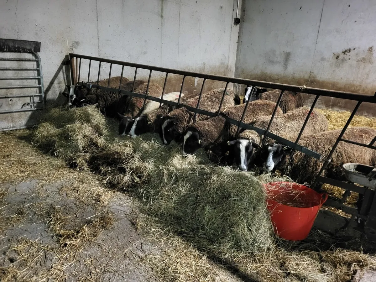 Zwartbles in Lamb Ewes - Image 1