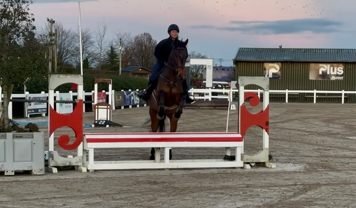 16.2hh 5yrs Gelding - Image 2