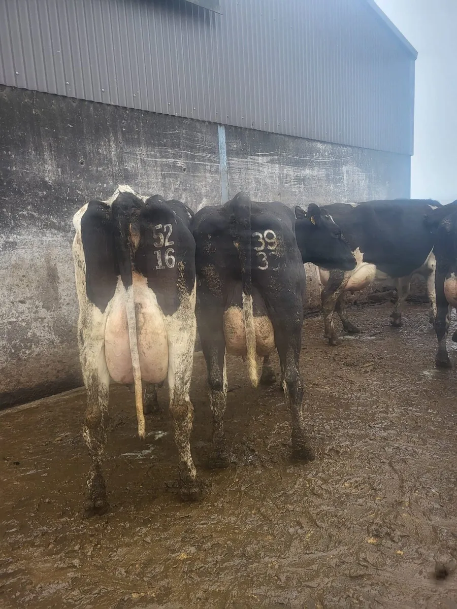 Ballybay Mart Dairy Sale 10th of December - Image 1