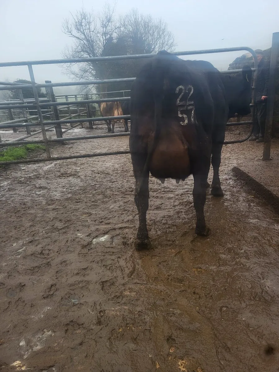 Ballybay Mart Dairy Sale 10th of December - Image 2