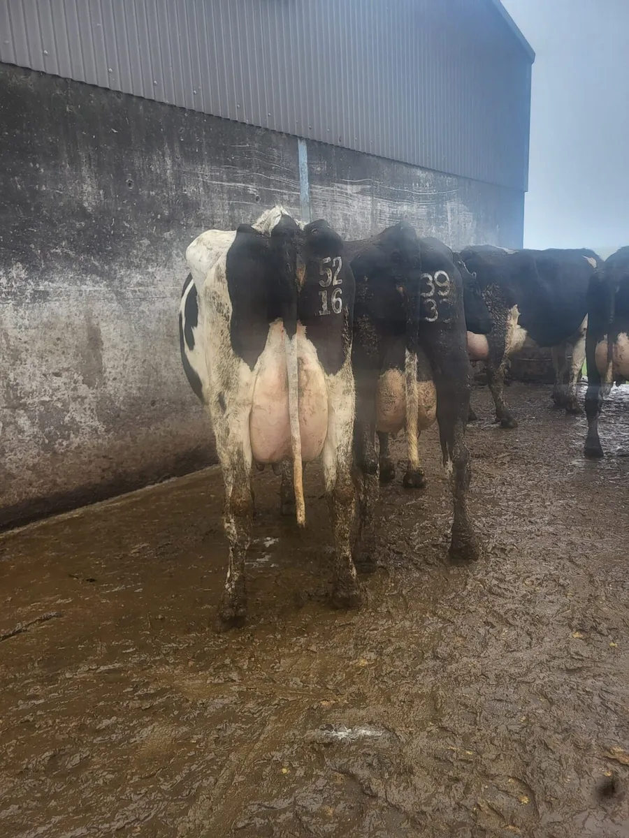 Ballybay Mart Dairy Sale 10th of December - Image 3