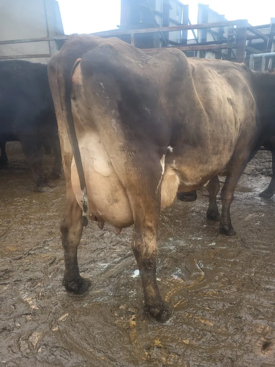 Ballybay Mart Dairy Sale 10th of December - Image 4