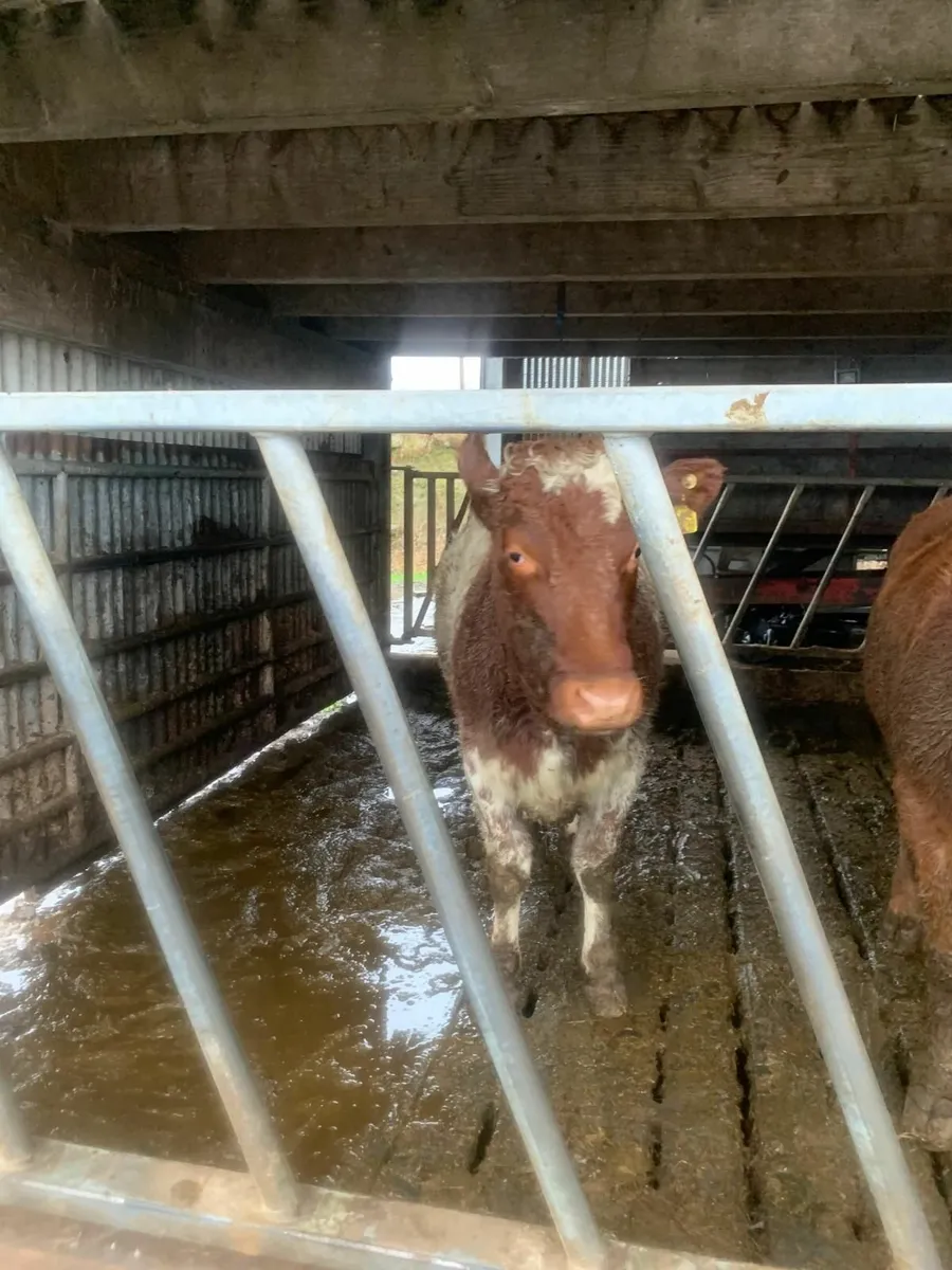 Beef cattle - Image 2