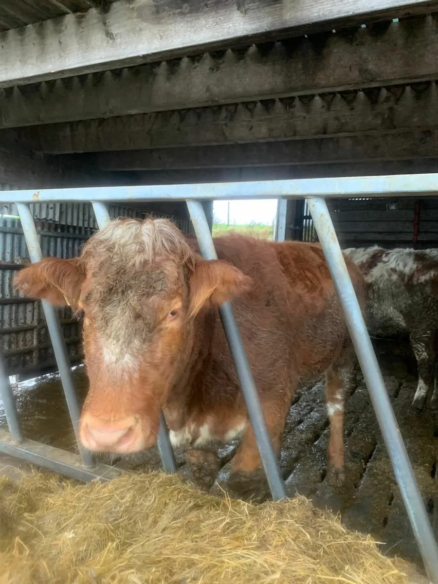 Beef cattle - Image 3