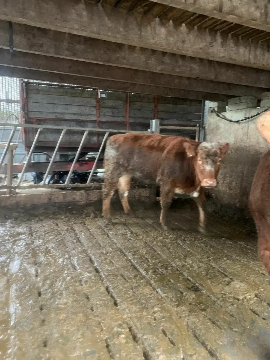 Beef cattle - Image 4