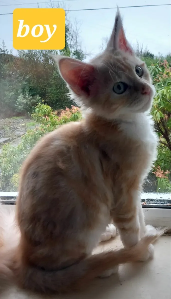 Pure breed Maine Coone kitten - Image 1