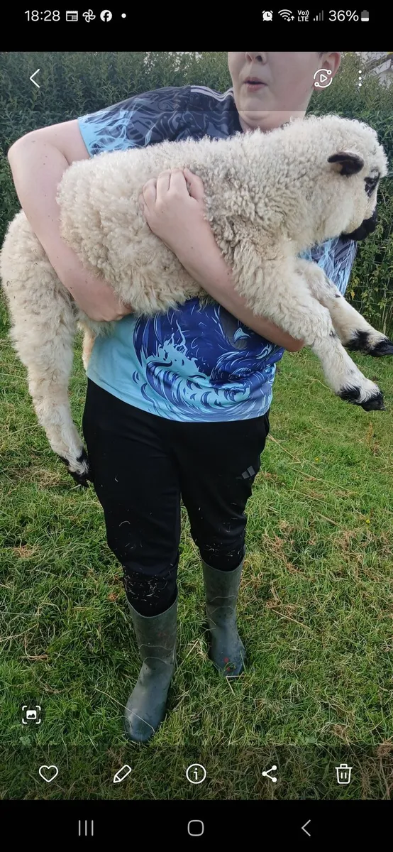 Zwarble and valasis - Image 2