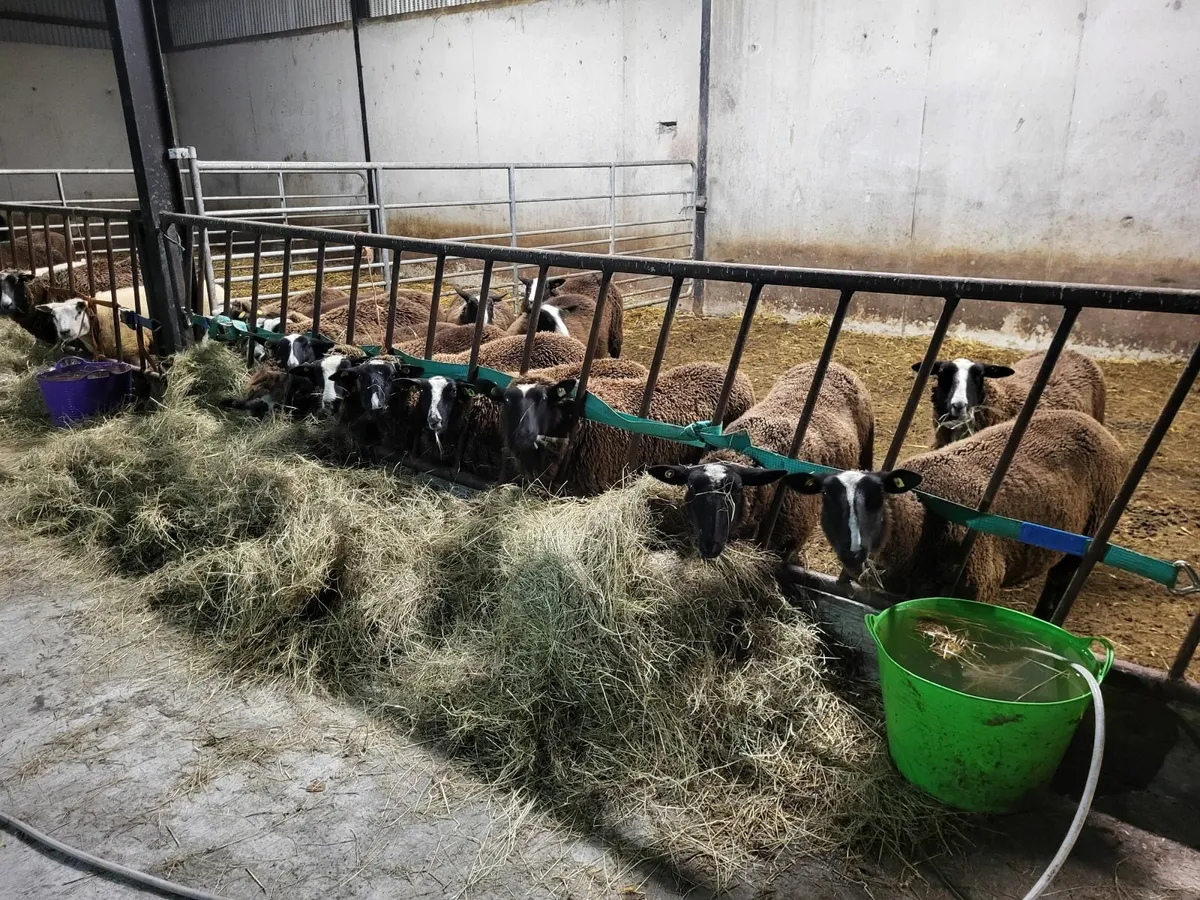 Zwartbles in Lamb Ewes - Image 4