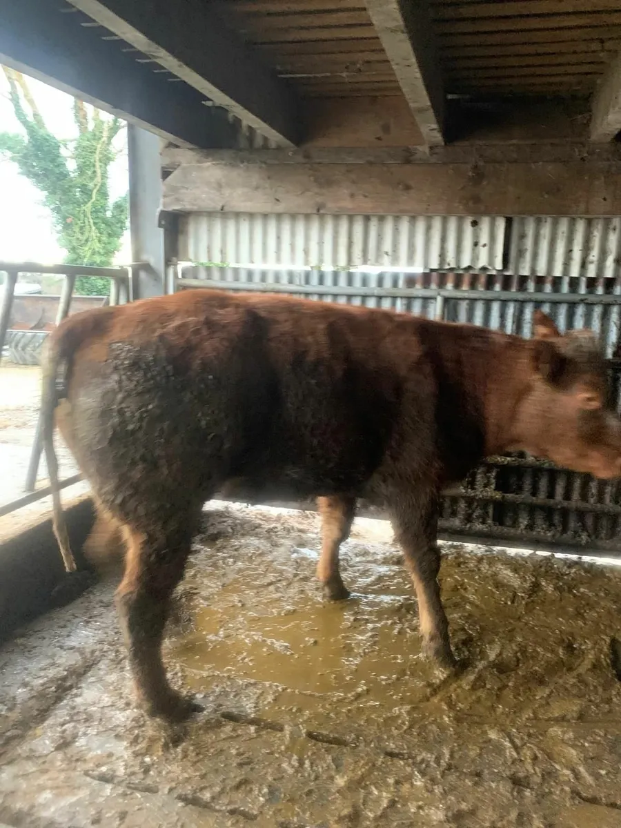 Beef cattle - Image 1