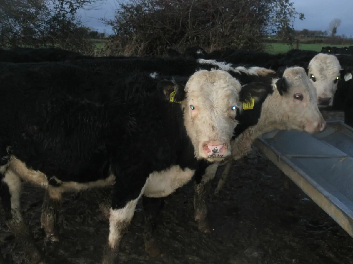 32 hereford bullocks out wintered - Image 1