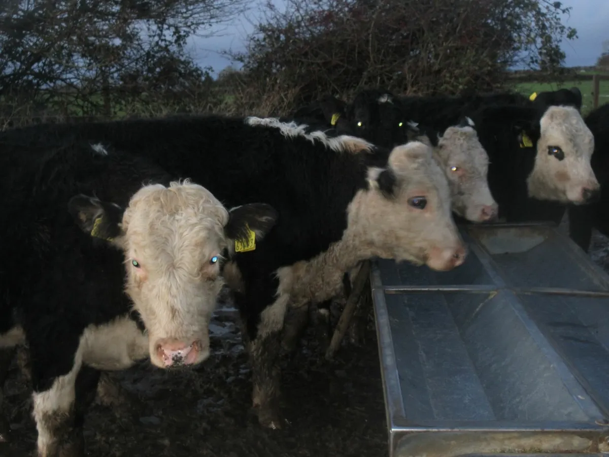 32 hereford bullocks out wintered - Image 3