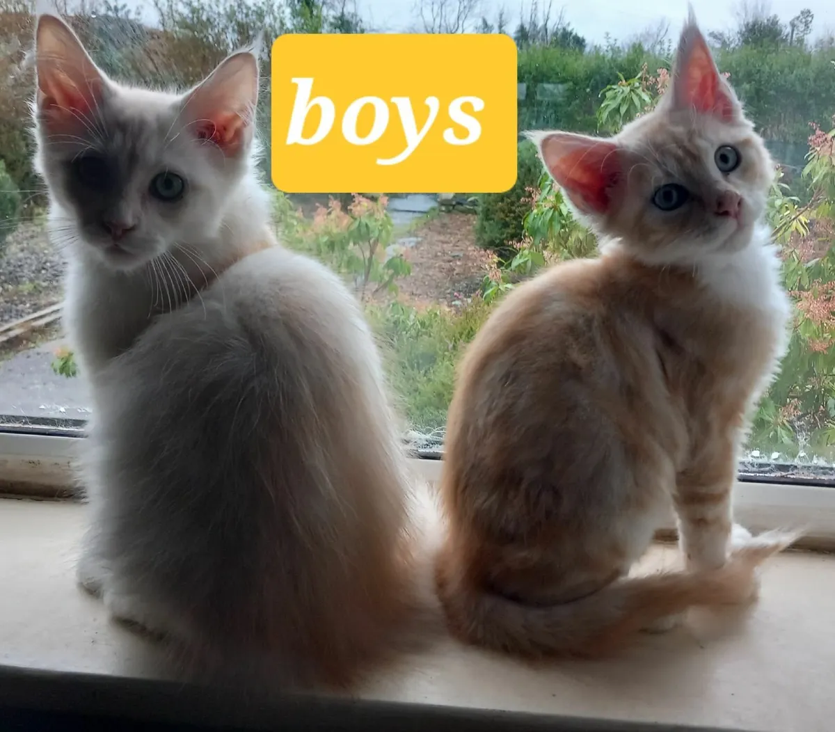 Pure breed Maine Coone kittens - Image 1