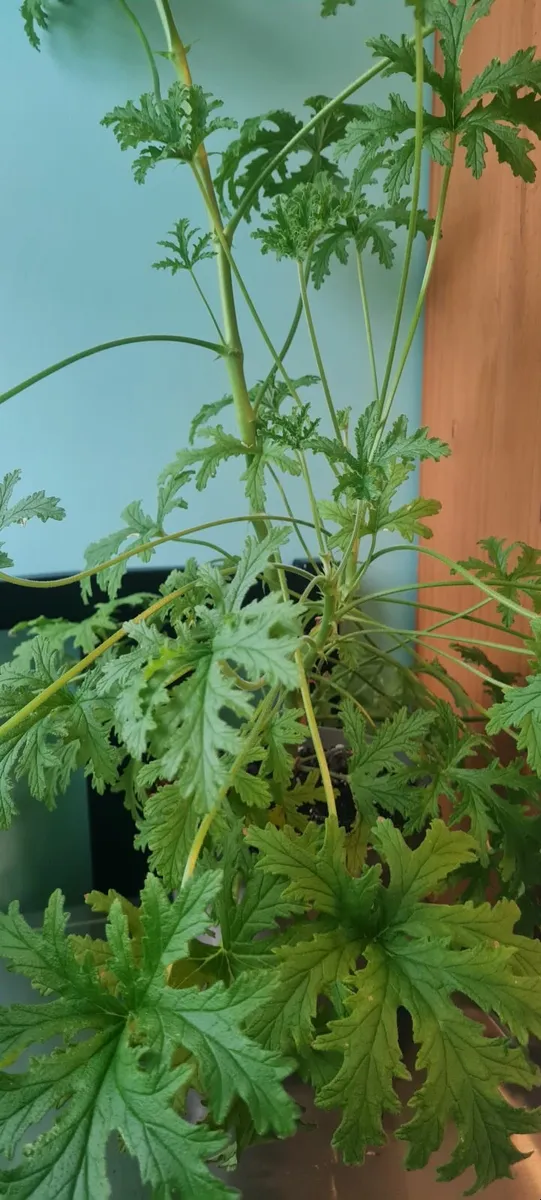 Lemon scented geranium - Image 1