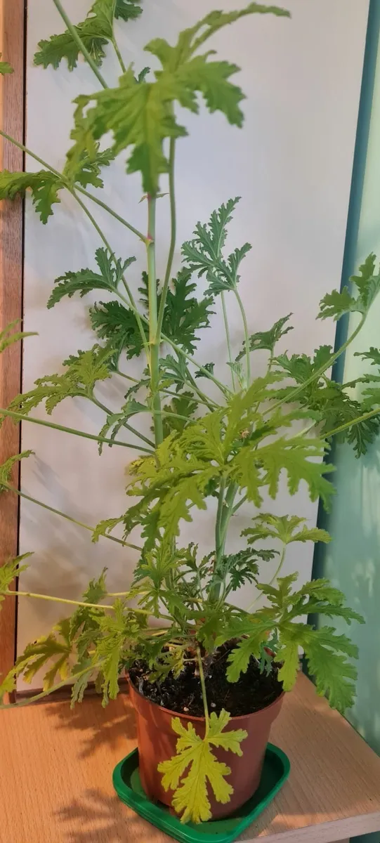 Lemon scented geranium - Image 2