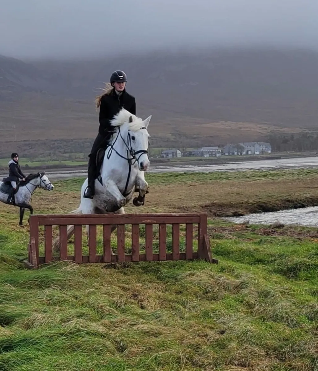 Allrounder pony - Image 2