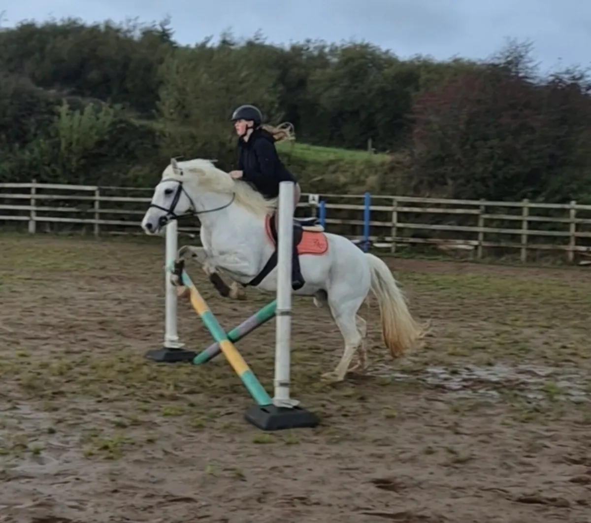 Allrounder pony - Image 3