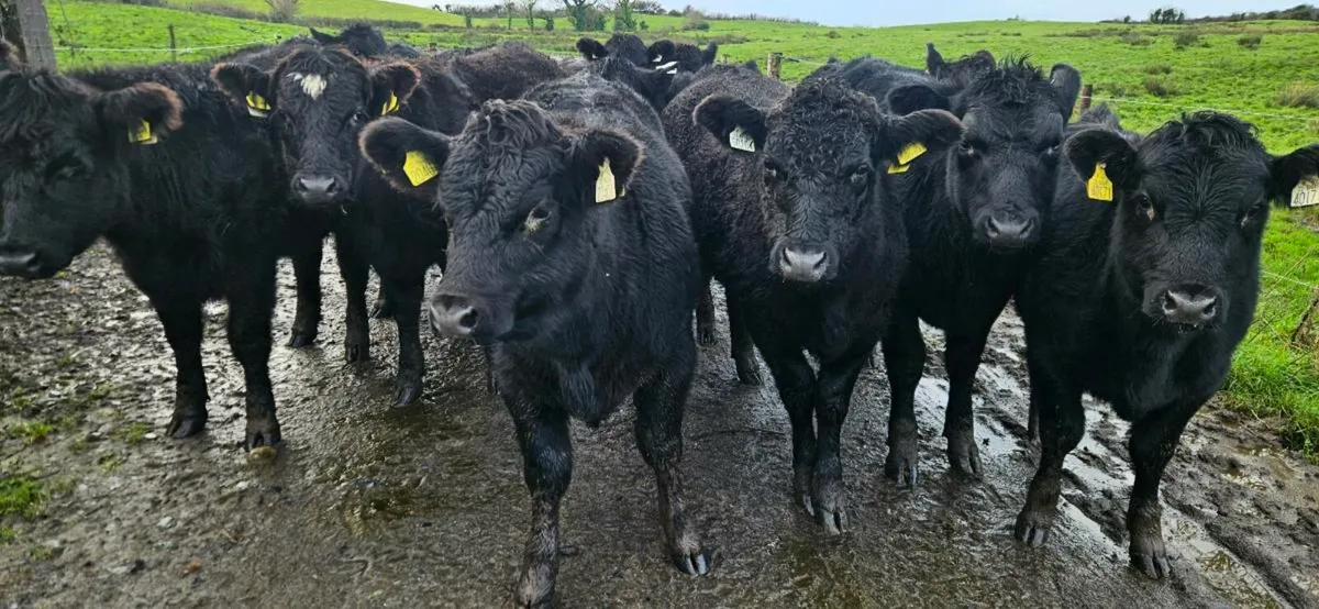 14 Suckler Bred Angus heifers. - Image 1