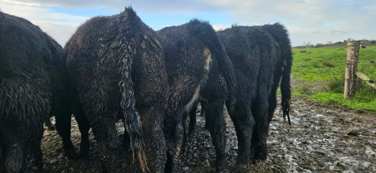 14 Suckler Bred Angus heifers. - Image 3