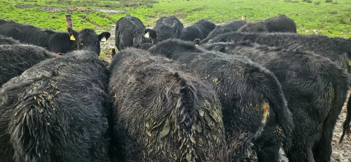 14 Suckler Bred Angus heifers. - Image 4
