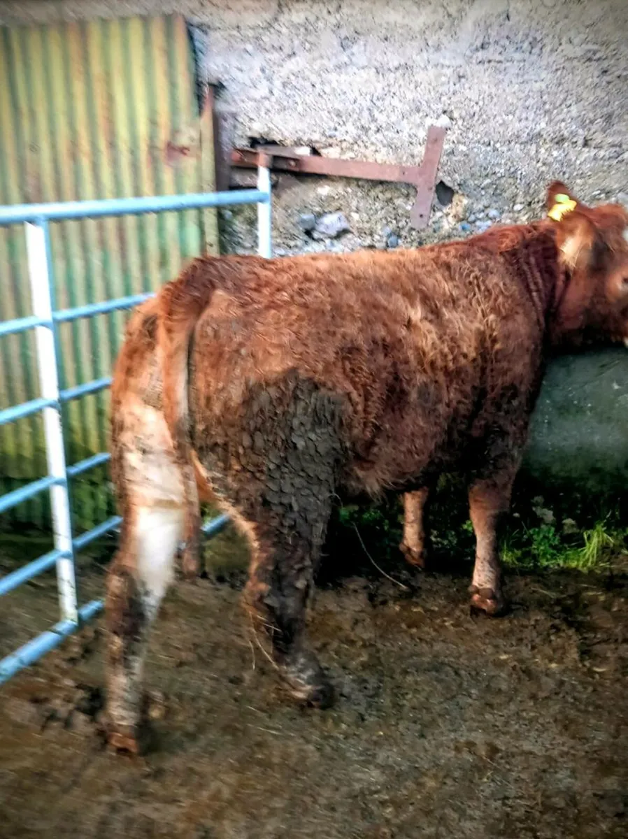 Weanling Heifers - Image 1