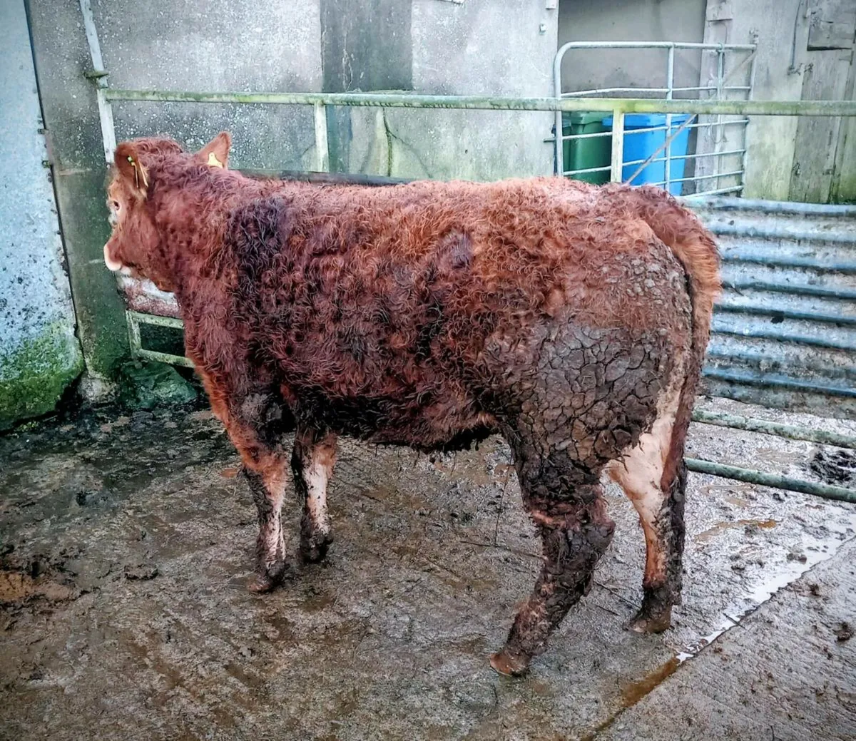 Weanling Heifers - Image 2