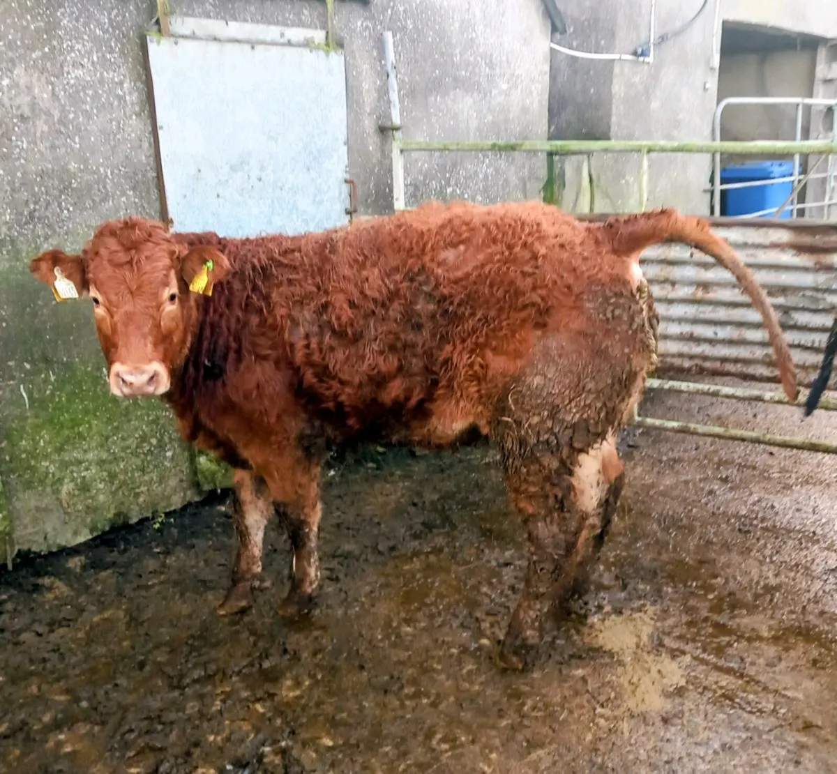 Weanling Heifers - Image 3