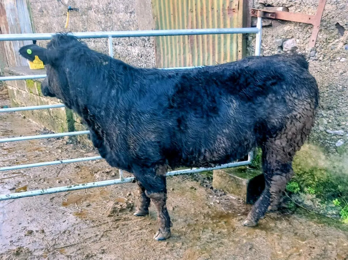 Weanling Heifers - Image 4
