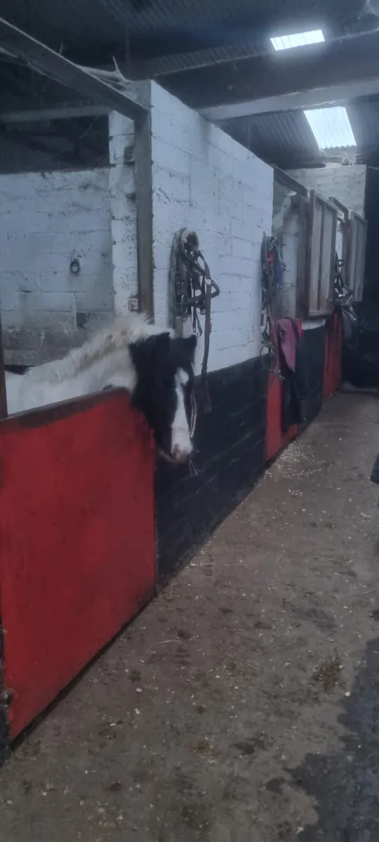 Beautiful 12h mini cob gelding - Image 2