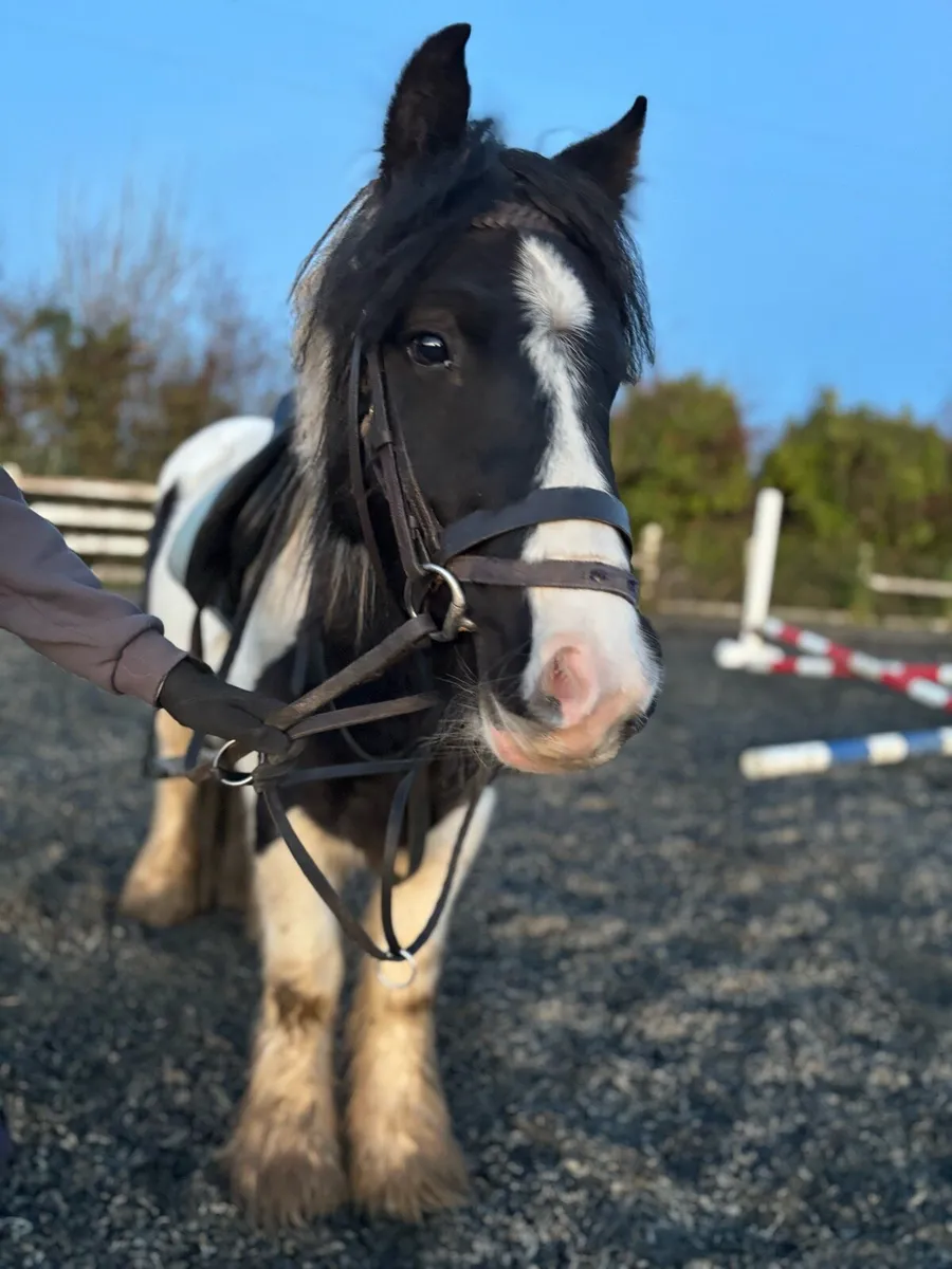 Beautiful 12h mini cob gelding - Image 1