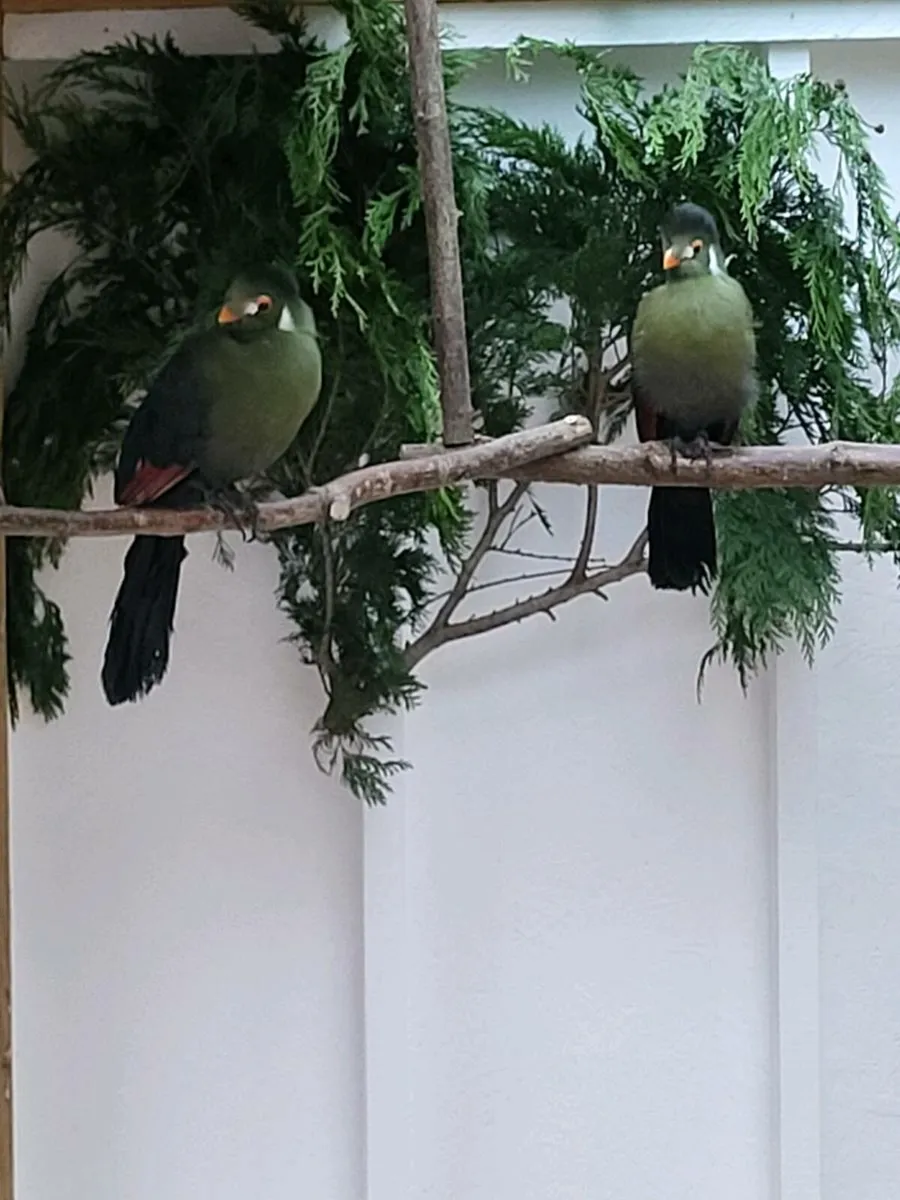 Turaco