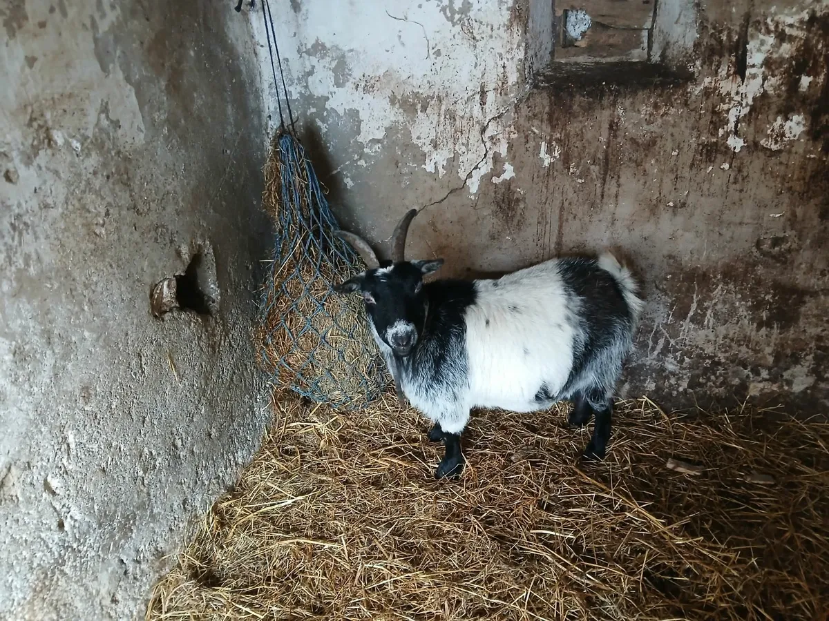 Goat - Image 4