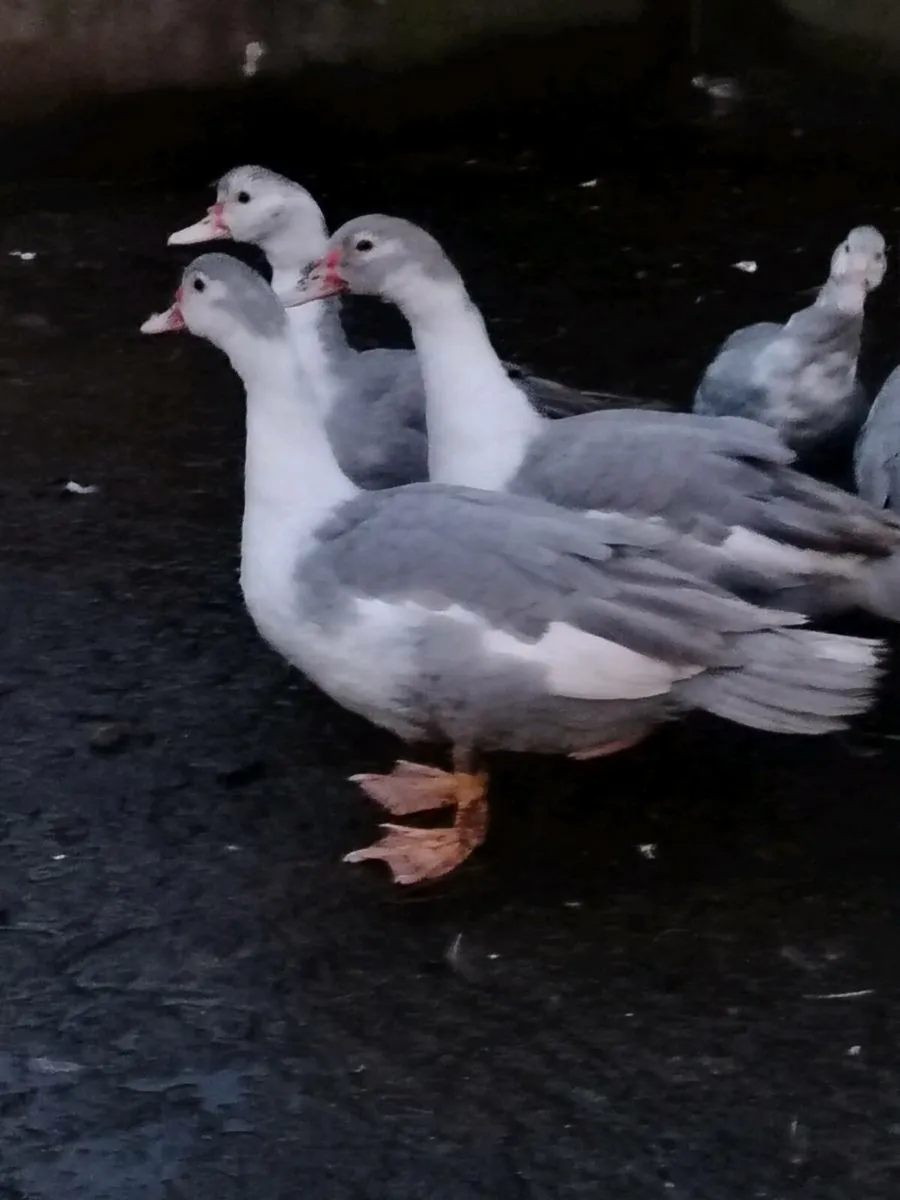 Young roosters and drakes - Image 1